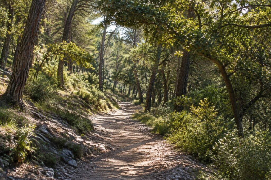 découvrez le bois de la cortésine à aix-en-provence : sentiers ombragés, nature préservée et idées de balades pour une pause fraîche en provence.